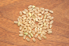 千葉ひとめぼれ