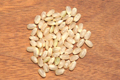 福井ゆめごこち