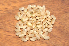 福島中通りコシヒカリ