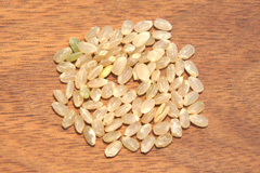 長野コシヒカリ