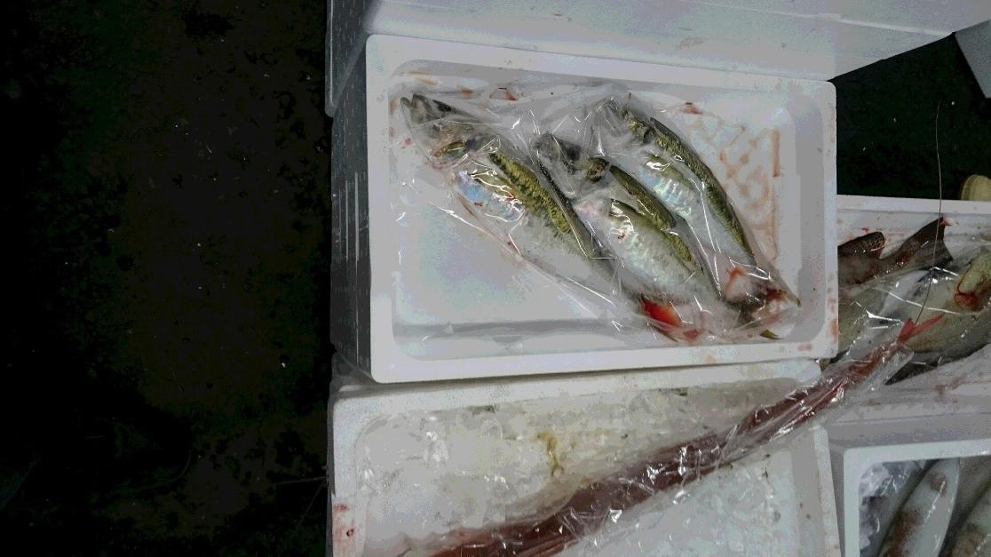 真あじ　ヤガラ