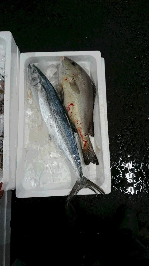 本さわら　ころ鯛