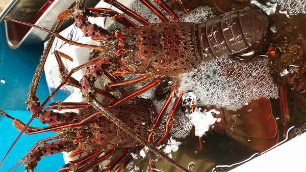 株式会社佃林の会社ロゴ