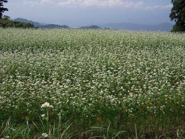 昼夜の寒暖差の激しい、谷の奥地で栽培されています。