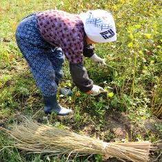 丁寧に手刈りで収穫されます。