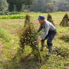 天日でじっくりと乾燥させます。