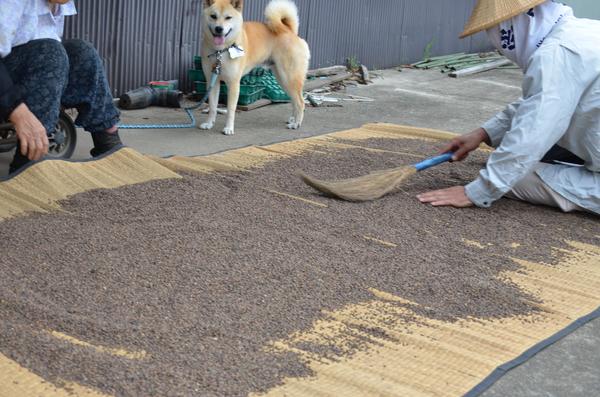 丁寧に手作業で脱穀。