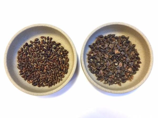 左が「こそば」の実。右が一般的なそばの実です。「こそば」には甘みと香りが凝縮されています。