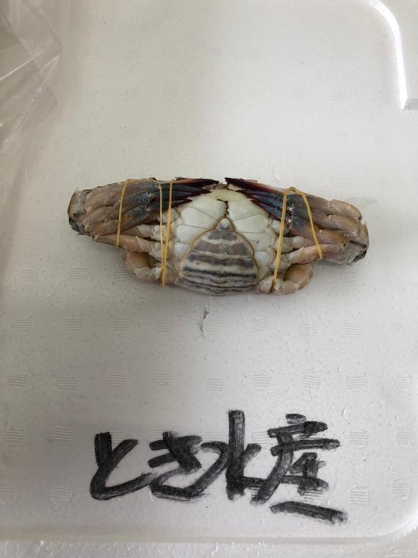 株式会社とき水産の会社ロゴ