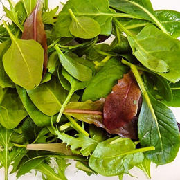 有機ベビーリーフ