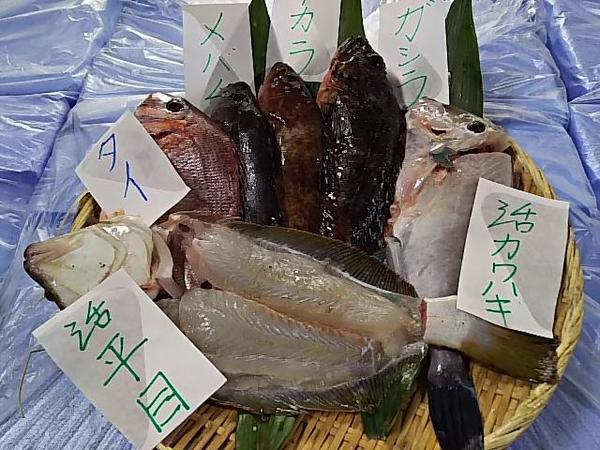 タイ ヒラメ カワハギ アカラ メバチ ガシラ3500円４月30日東京一般家庭売済