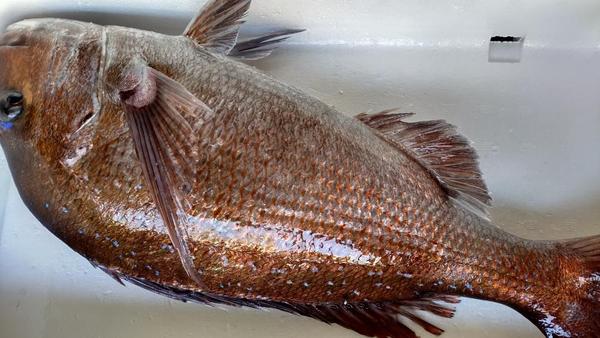 定置モノ活タイオス 3キロ〜