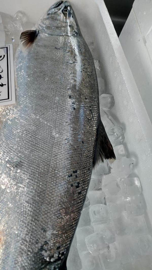 希少天然サクラマス約３キロ